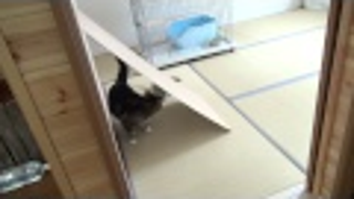 Maru and Hana Perform Their Famed Fat Cat, Tiny Kitten Routine